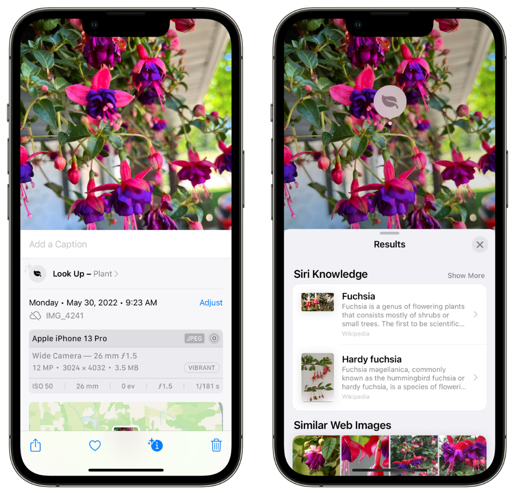 肃宁苹果手机维修分享小技巧：使用 iPhone 相机识别花卉植物 